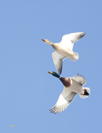 Mallards 6643